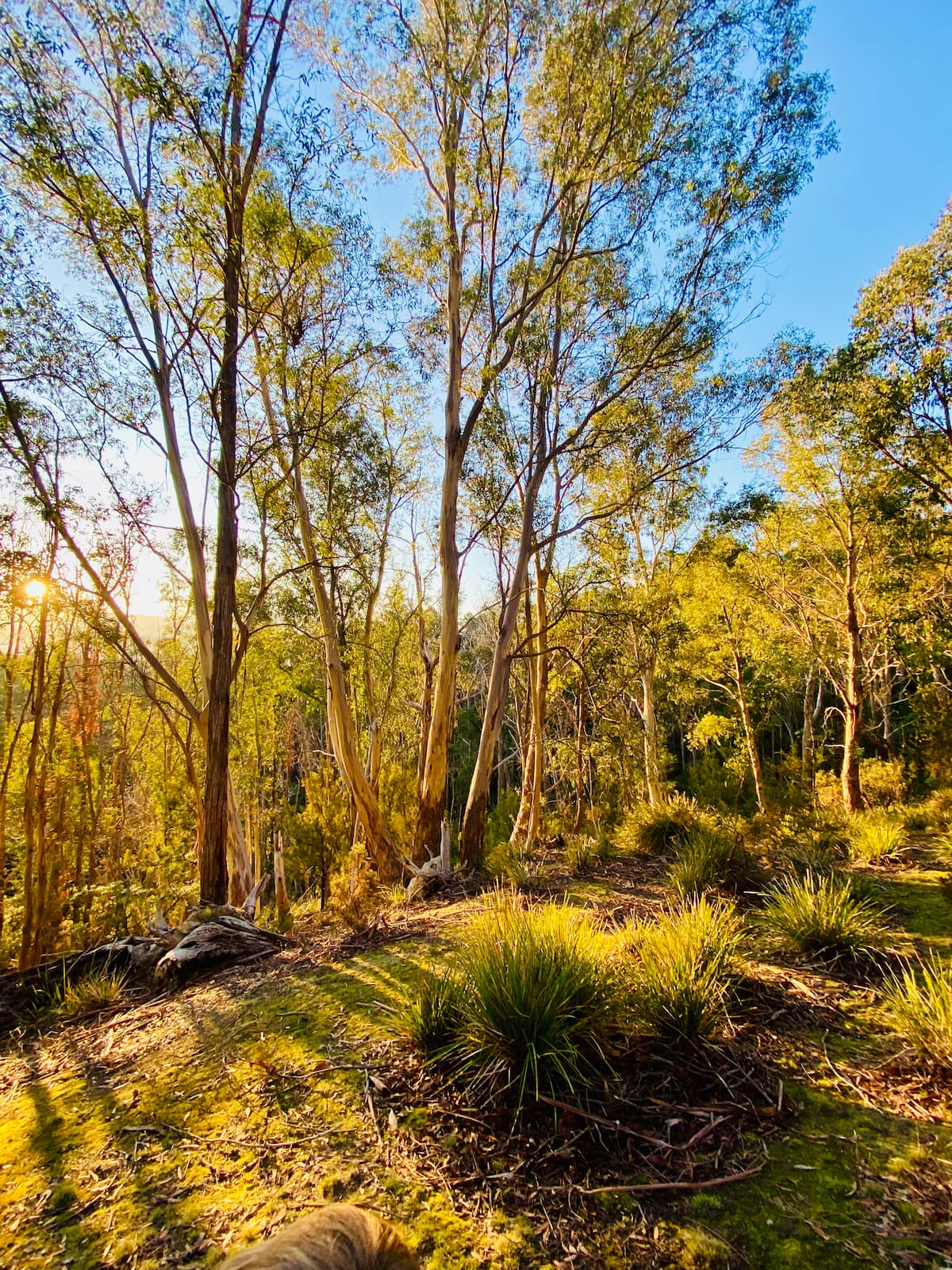 Bushland walking area on the property