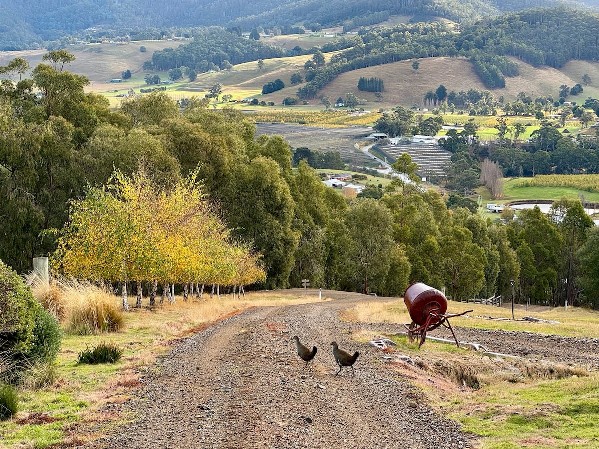 Tasmanian nativehens on the cottage driveway