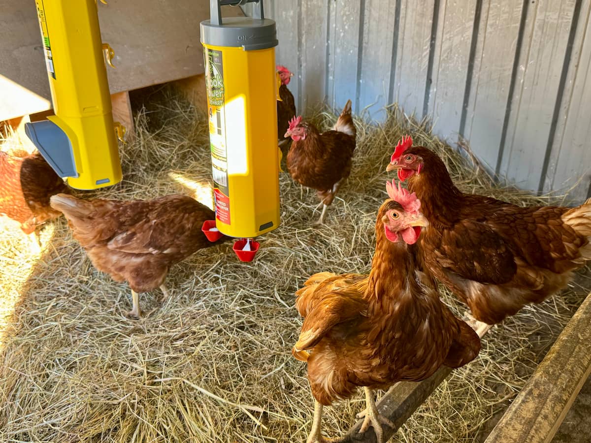 Chickens at Allens Cottage