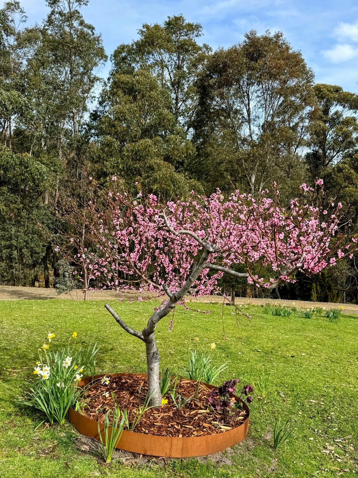 Spring blossom tree on the property